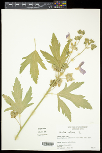 Malva alcea image