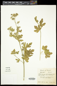 Malva alcea image