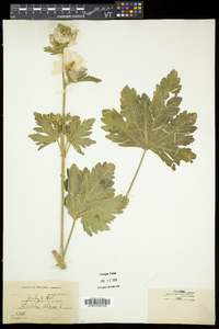 Malva alcea image