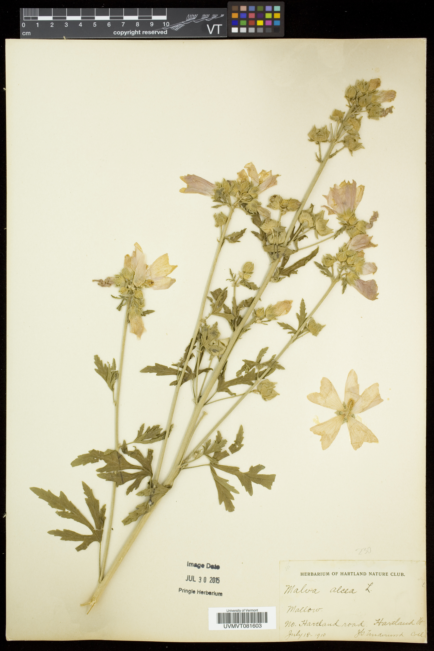 Malva alcea image