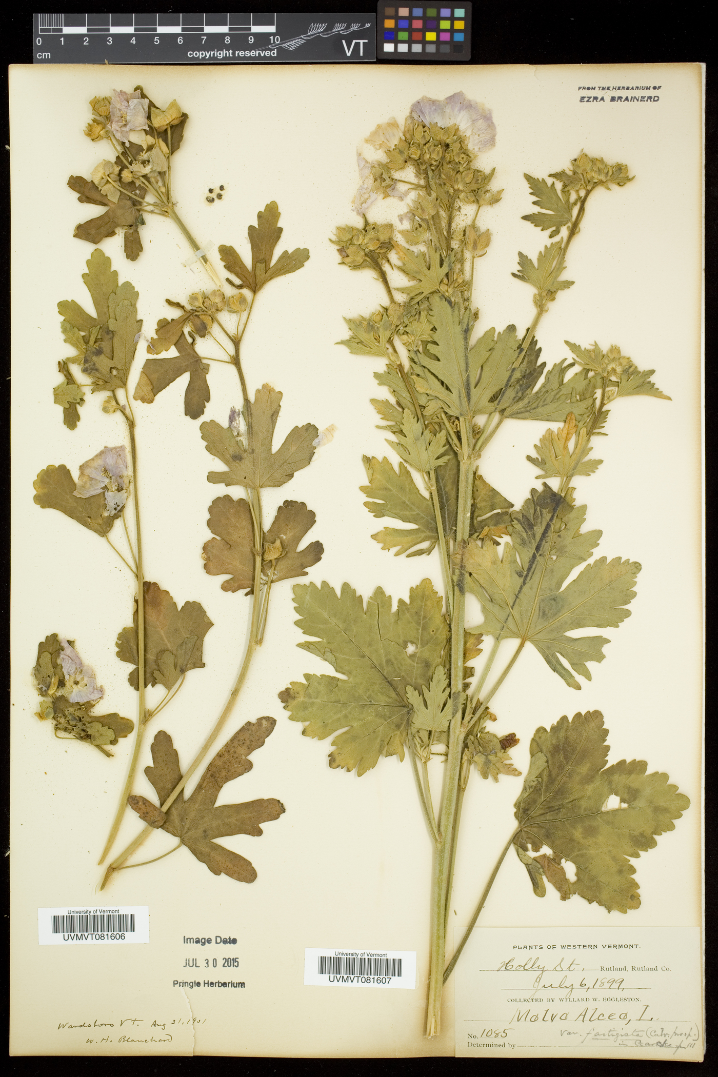 Malva alcea image