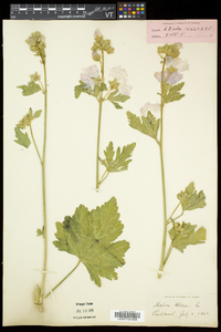 Malva alcea image