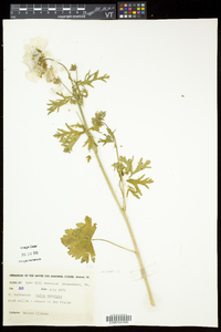 Malva moschata image