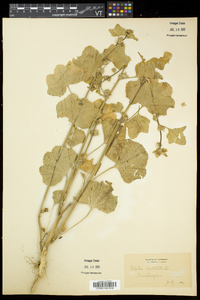 Malva verticillata image