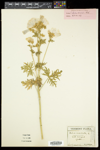 Malva moschata image