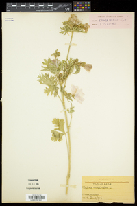 Malva moschata image