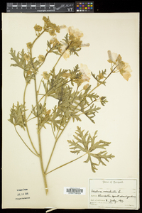 Malva moschata image