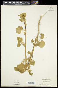 Malva verticillata image