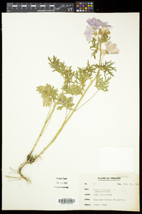 Malva moschata image