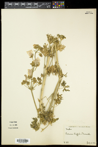 Malva moschata image