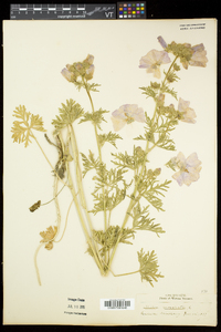 Malva moschata image