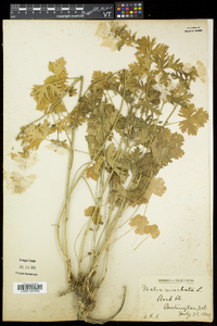 Malva moschata image