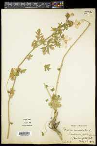 Malva moschata image