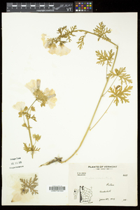 Malva moschata image