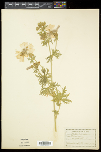 Malva moschata image