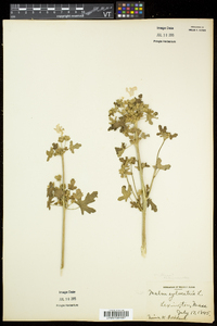 Malva alcea image