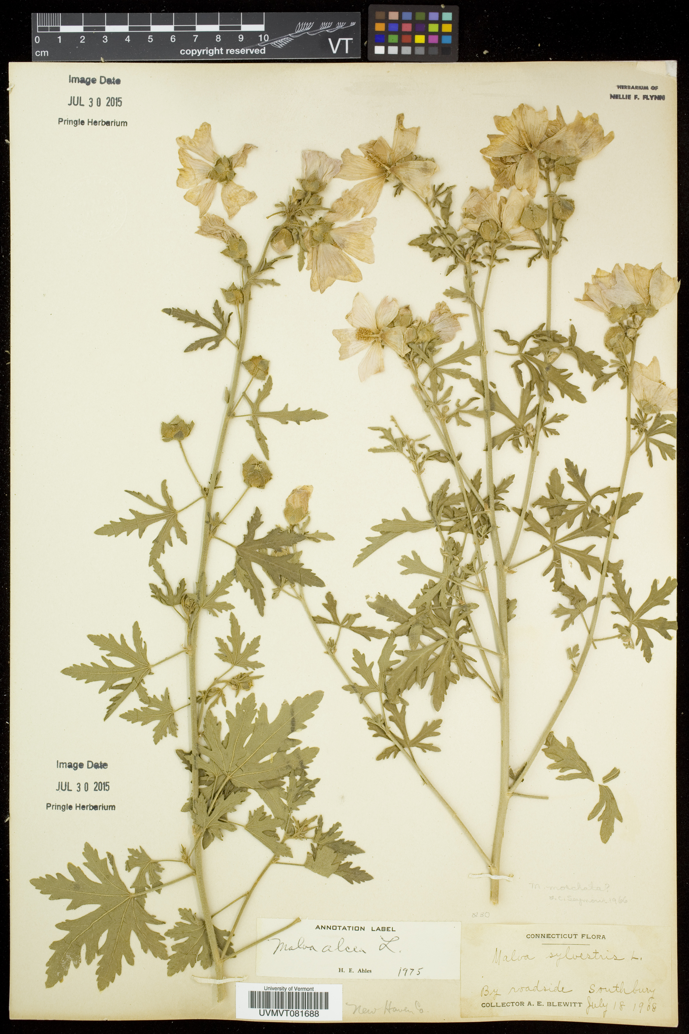 Malva alcea image