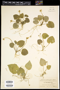 Viola blanda image