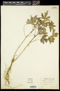 Malva moschata image