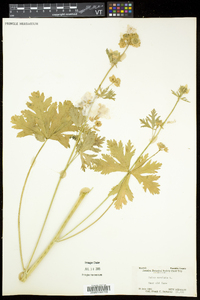 Malva moschata image