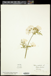 Malva moschata image