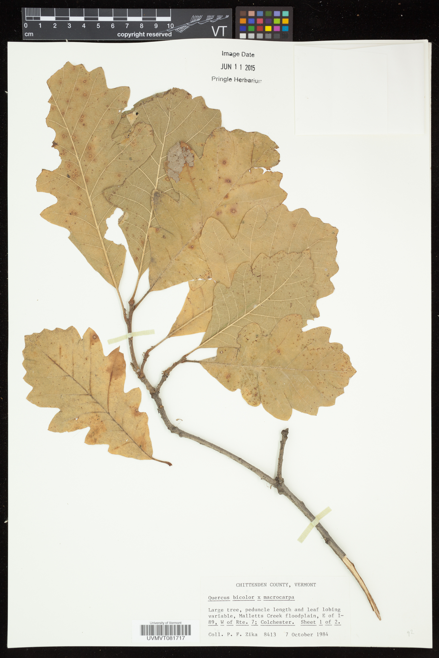 Quercus × schuettei image