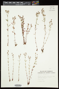 Hypericum canadense image