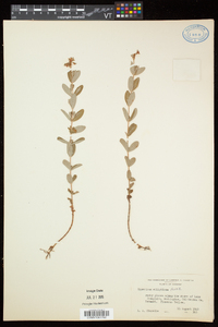 Hypericum ellipticum image
