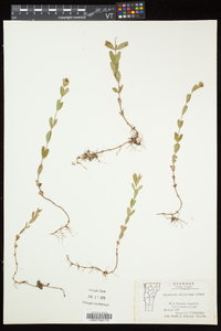 Hypericum ellipticum image