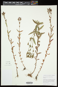 Hypericum majus image