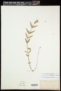 Hypericum majus image