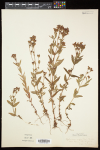 Hypericum majus image