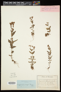 Hypericum majus image