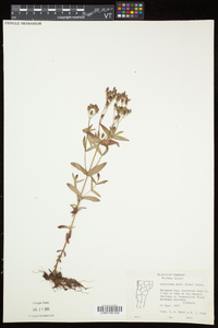 Hypericum majus image