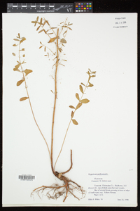Hypericum perforatum subsp. perforatum image
