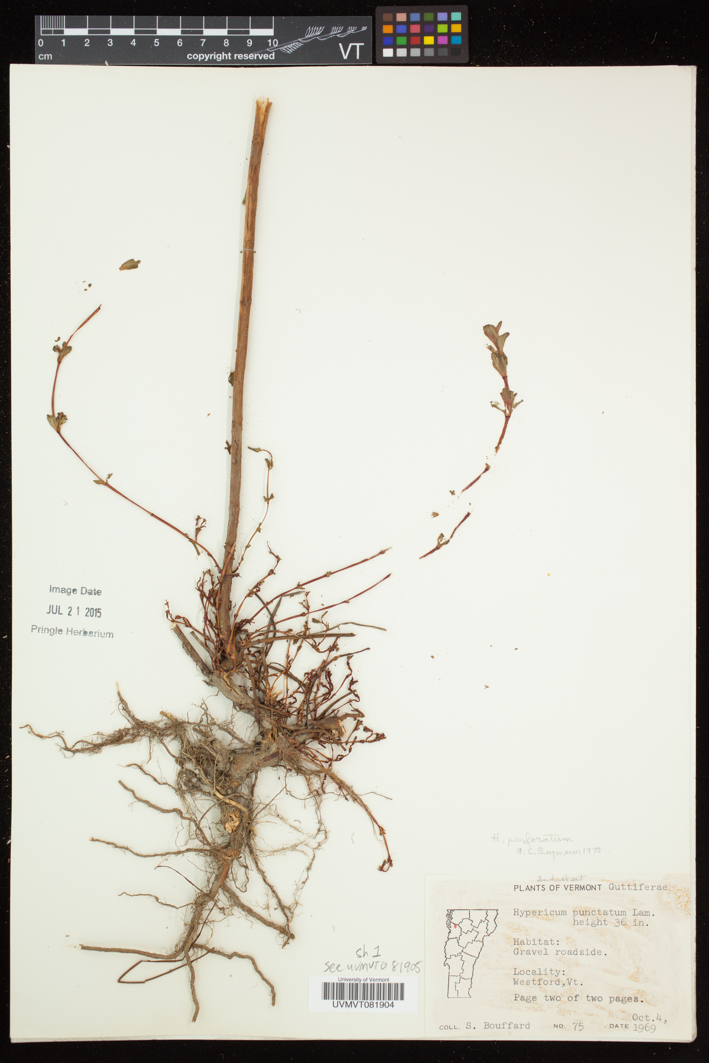 Hypericum perforatum subsp. perforatum image