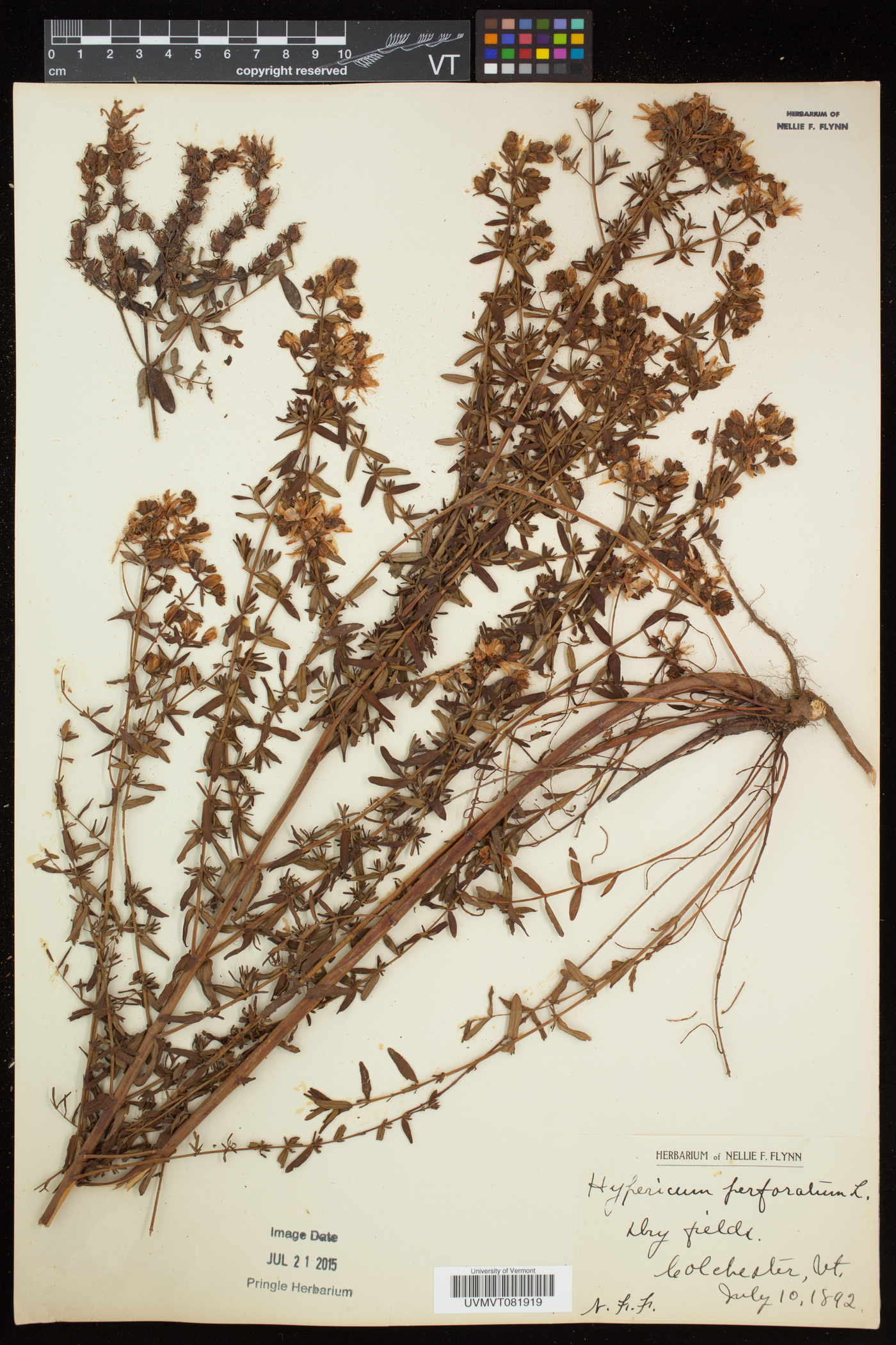 Hypericum perforatum subsp. perforatum image