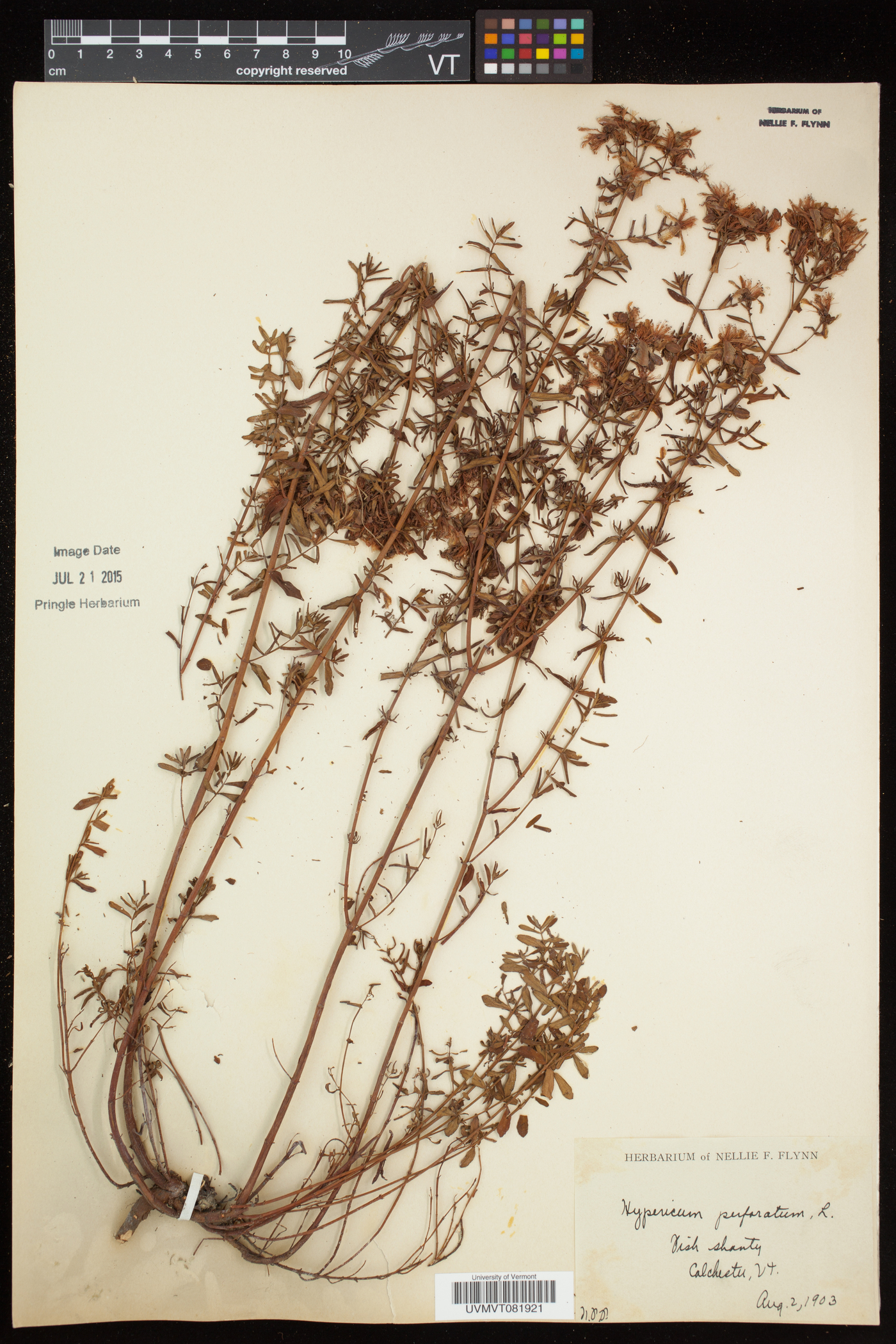 Hypericum perforatum subsp. perforatum image