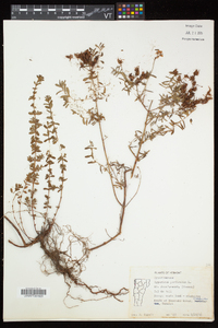 Hypericum perforatum subsp. perforatum image