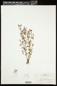 Hypericum canadense image