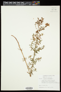 Hypericum perforatum subsp. perforatum image