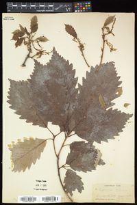 Quercus montana image