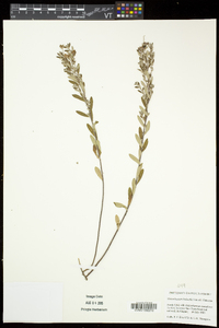 Crocanthemum bicknellii image