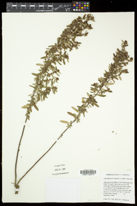 Crocanthemum bicknellii image