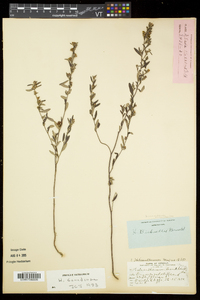 Crocanthemum canadense image