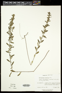 Crocanthemum bicknellii image