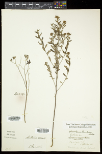 Crocanthemum canadense image