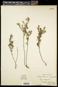 Crocanthemum bicknellii image