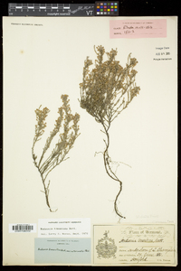 Hudsonia tomentosa image