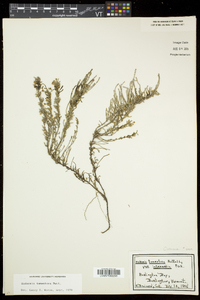 Hudsonia tomentosa image